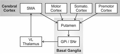 Involvement of the Cortico-Basal Ganglia-Thalamocortical Loop in Developmental <mark class="highlighted">Stuttering</mark>